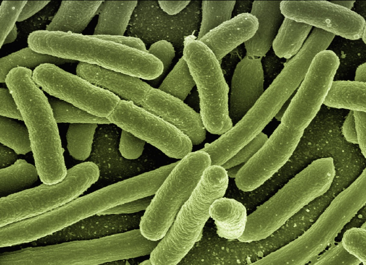 CBD and Gram-negative bacteria
